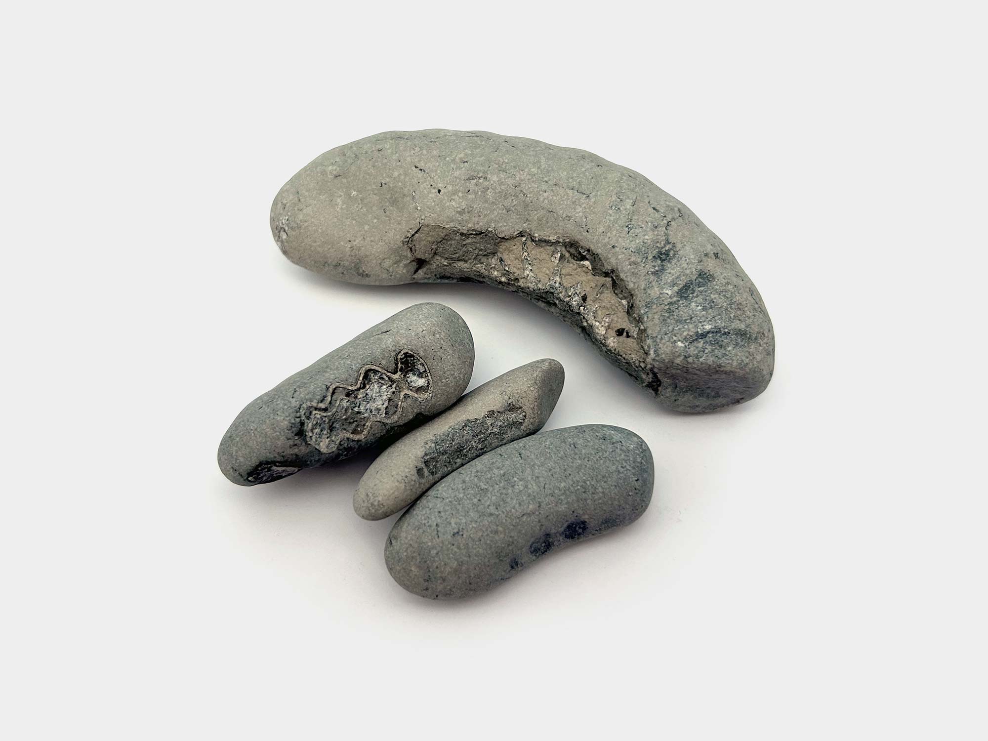 Multiple partial ammonites. Found on Seatown beach, Dorset, England. August 2024