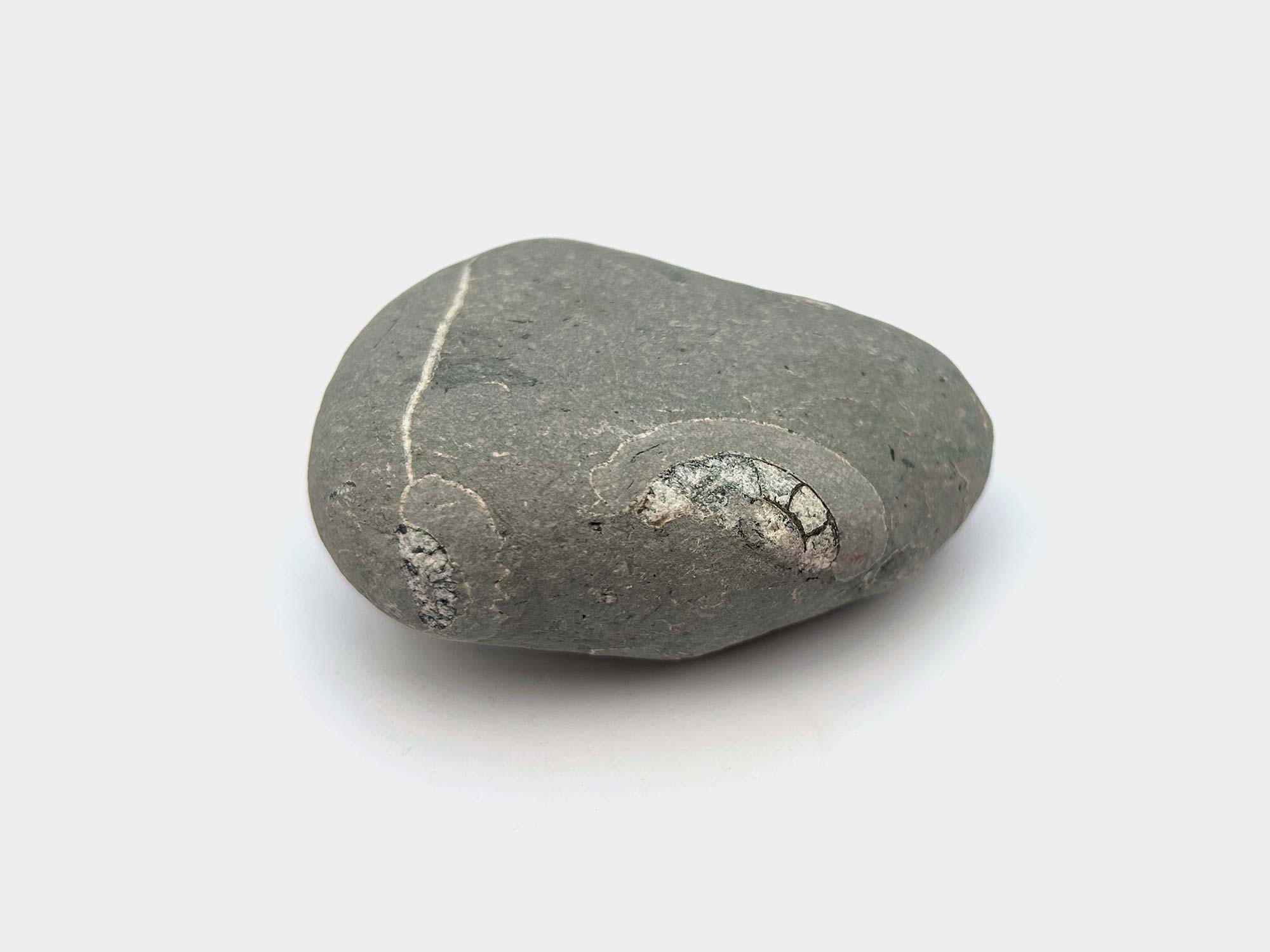 Found at Lyme Regis, Dorset, England. August 2024
