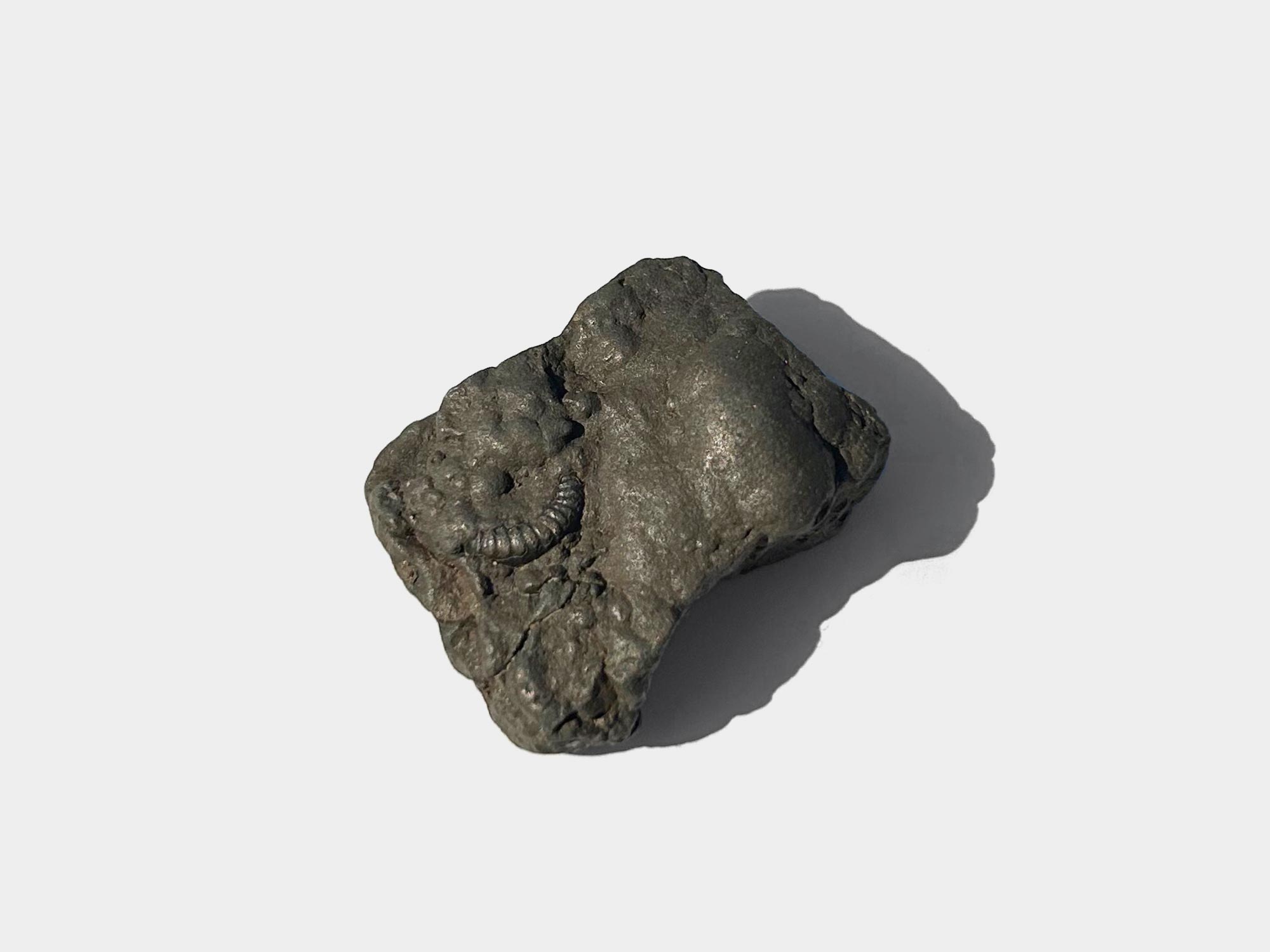 Specimen preserved in pyrite. Found on Charmouth beach, Dorset, England. April 2025