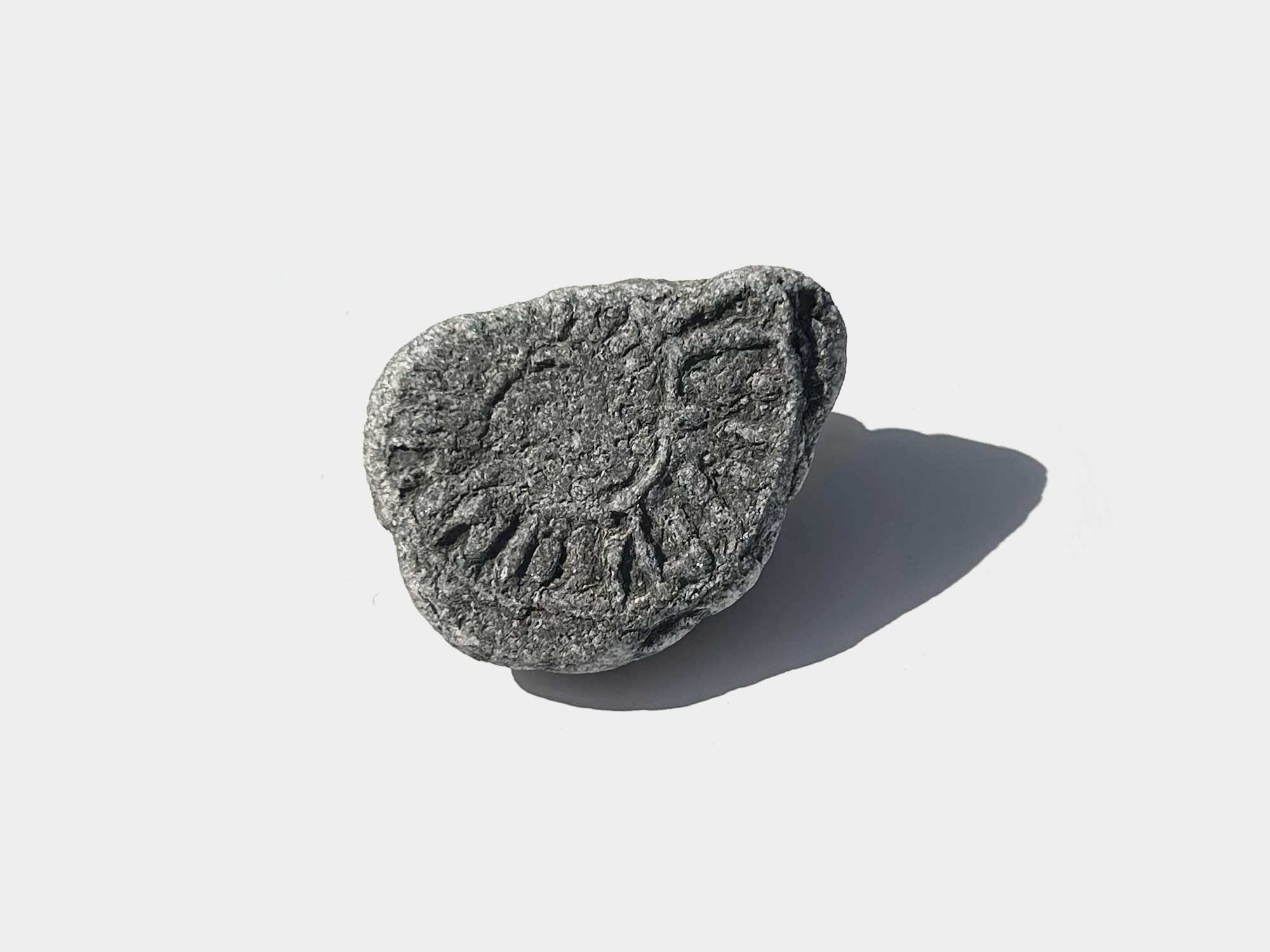 Mudstone preserved specimen. Found on Charmouth beach, Dorset, England. April 2025