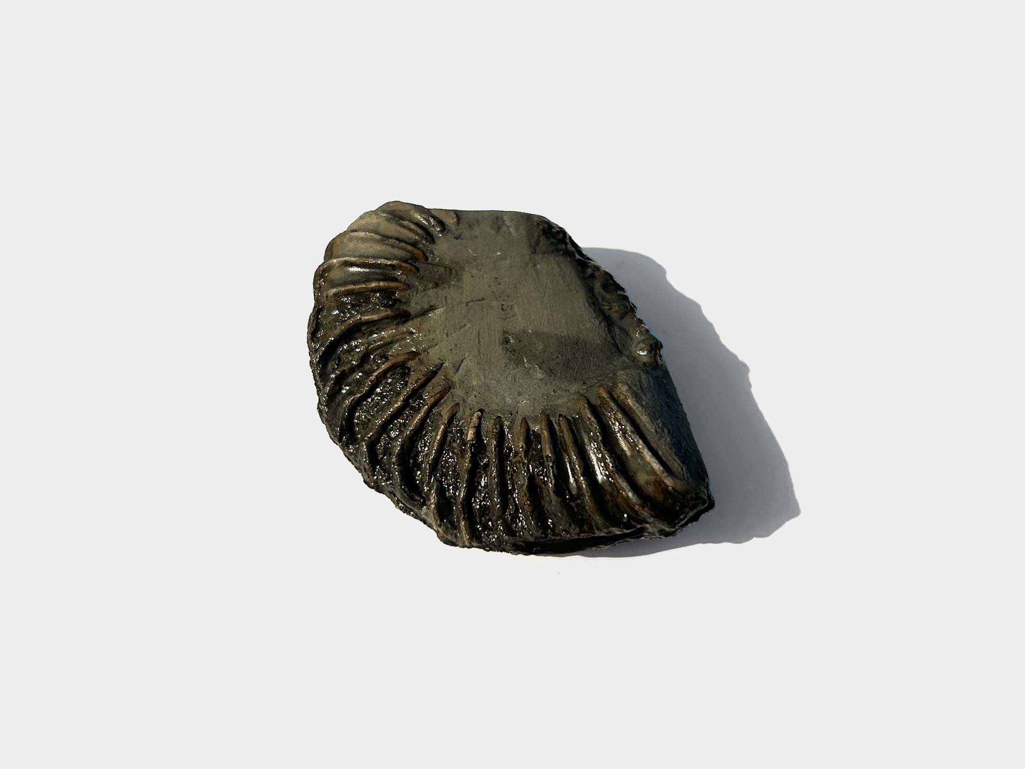 Pyrite ammonite embeded in mudstone. Found on Charmouth beach, Dorset, England. April 2025