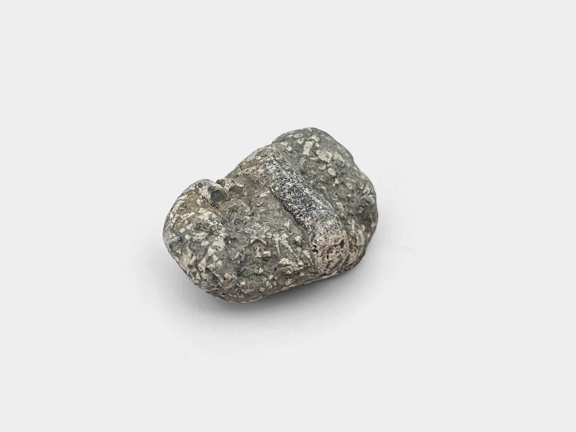 Belemnite guard surrounded by crinoid pieces. Found on Charmouth beach, Dorset, England. August 2024