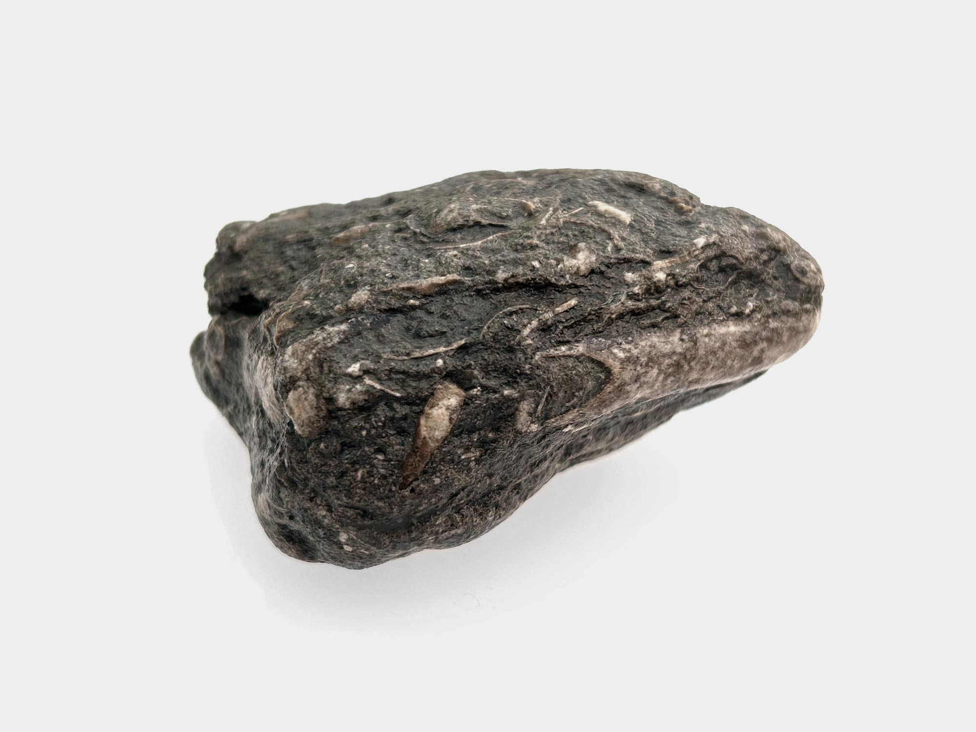 In mudstone with surrounding detritus/shell fragments. Found on Charmouth beach, Dorset, England. April 2025