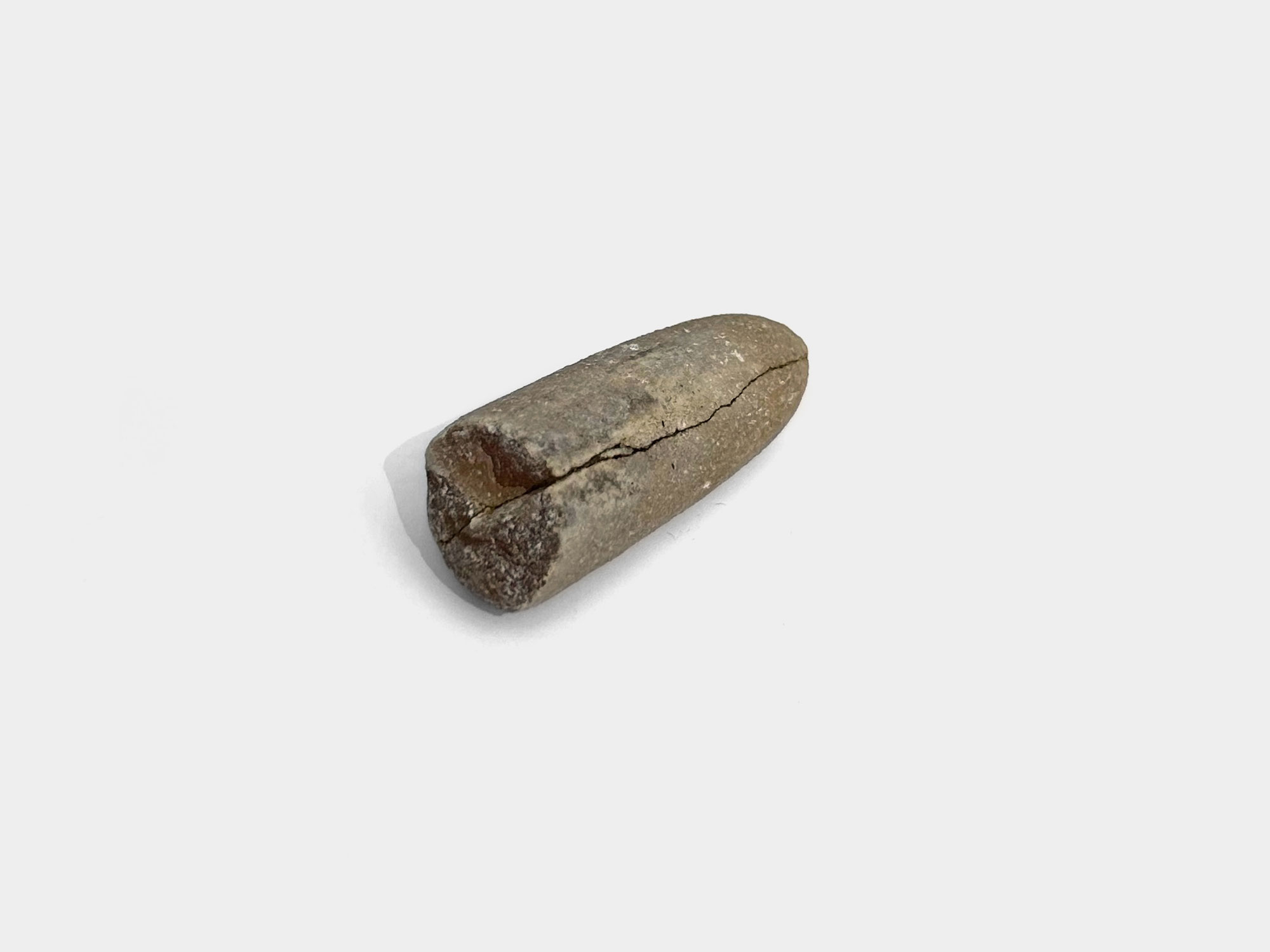 Belemnite guard. Found on Charmouth beach, Dorset, England. August 2024