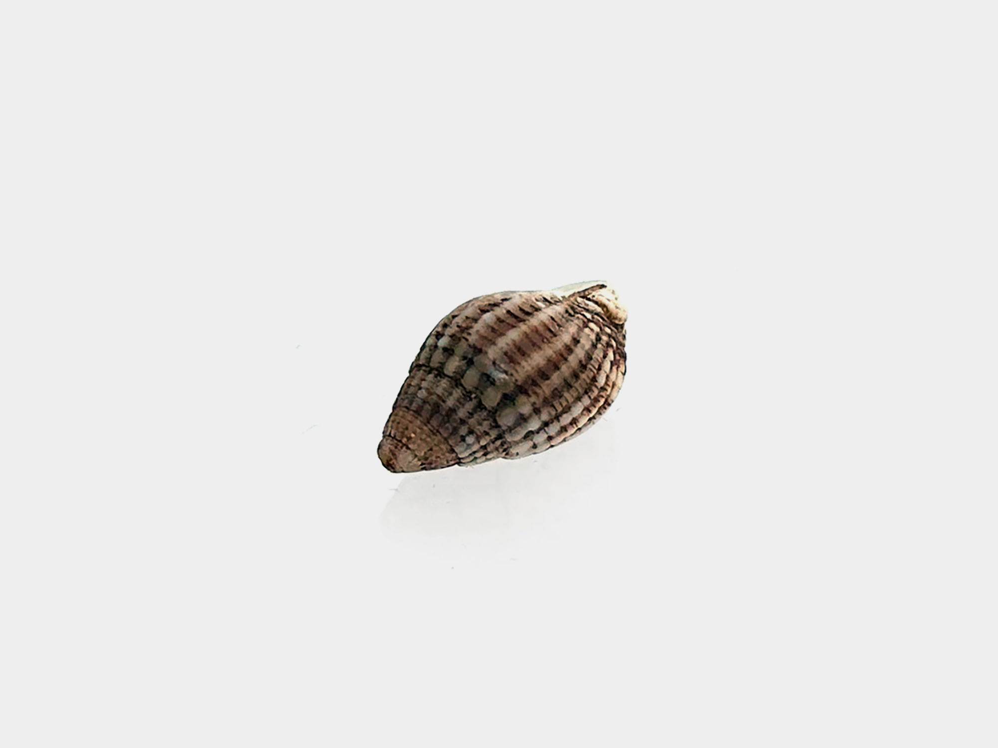 Gastropod. Found on Charmouth beach, Dorset, England. April 2025