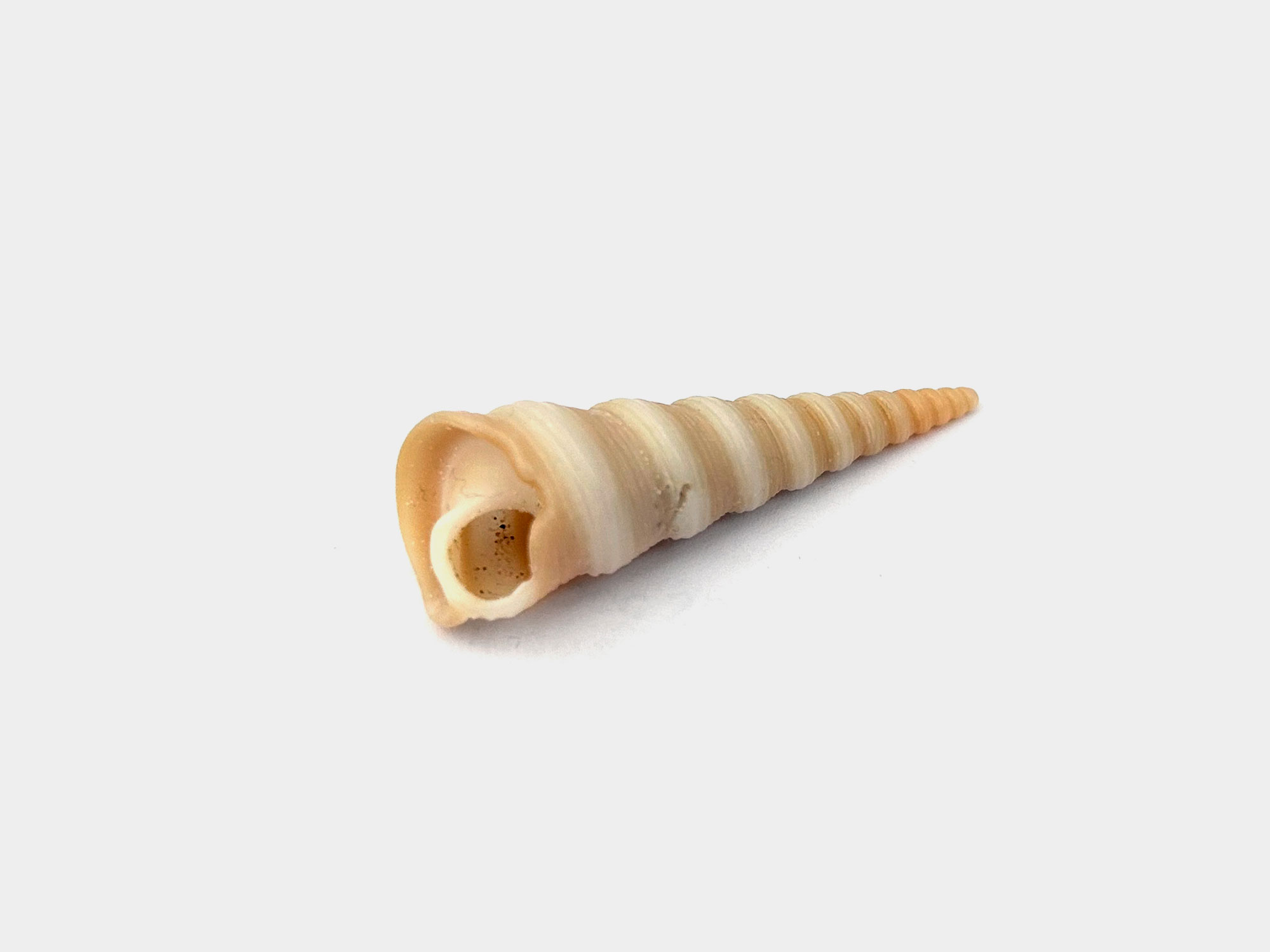 Turritella terebra (sea snail) shell. Found in Krabi, Thailand. November 2025