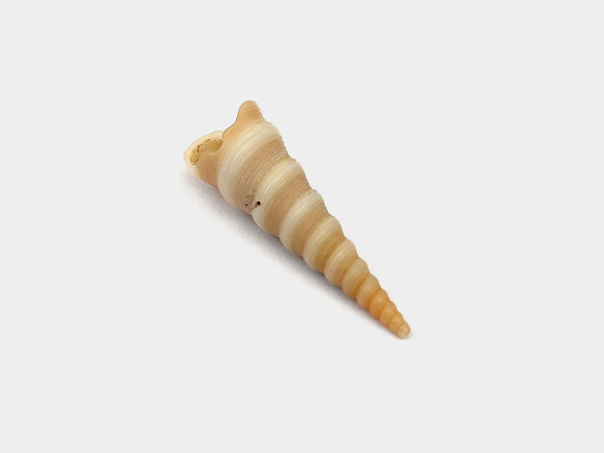 Turritella terebra (sea snail) shell. Found in Krabi, Thailand. November 2025