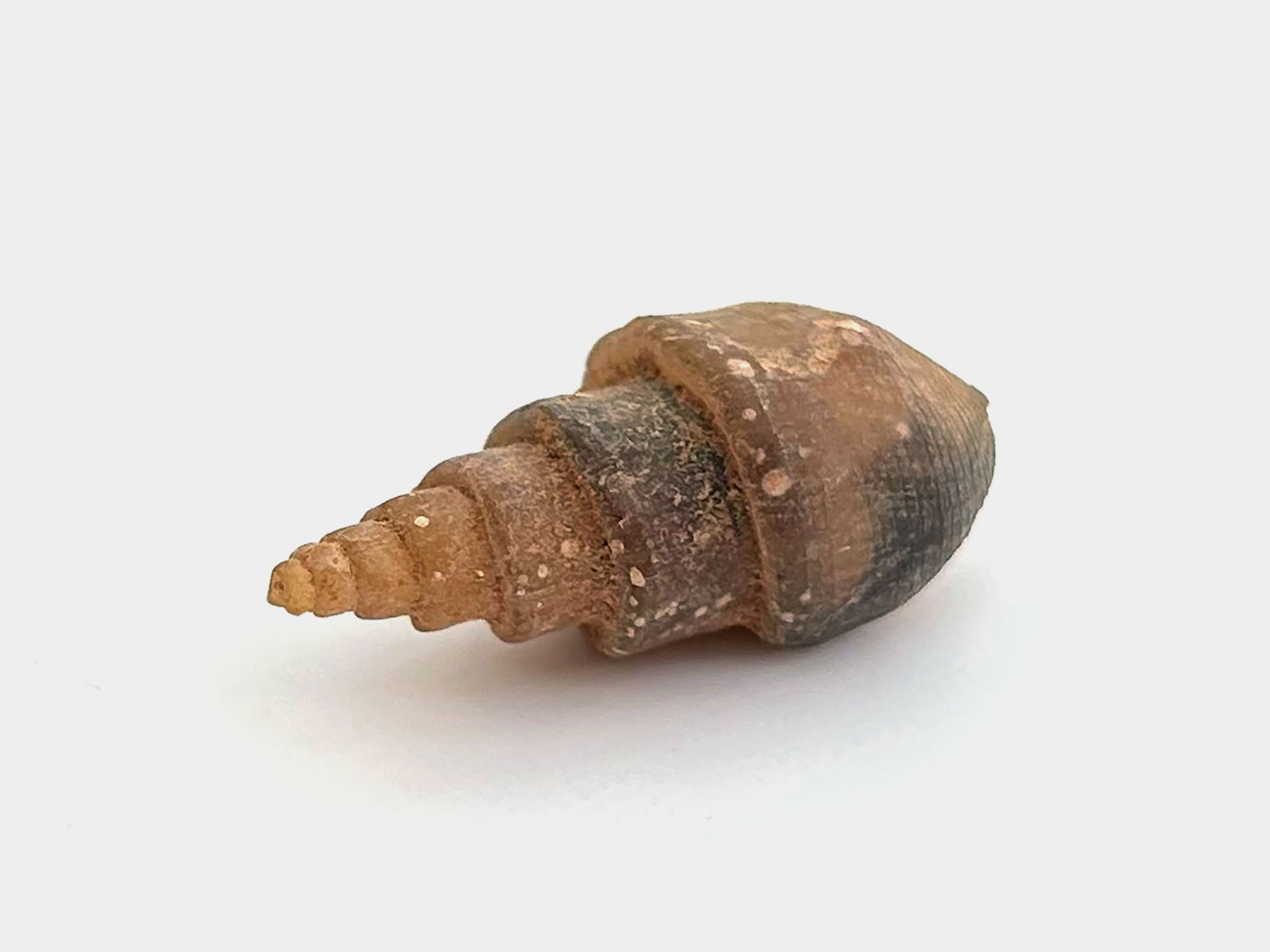 Gastropod. Originally found in Morocco. 100 Million years old