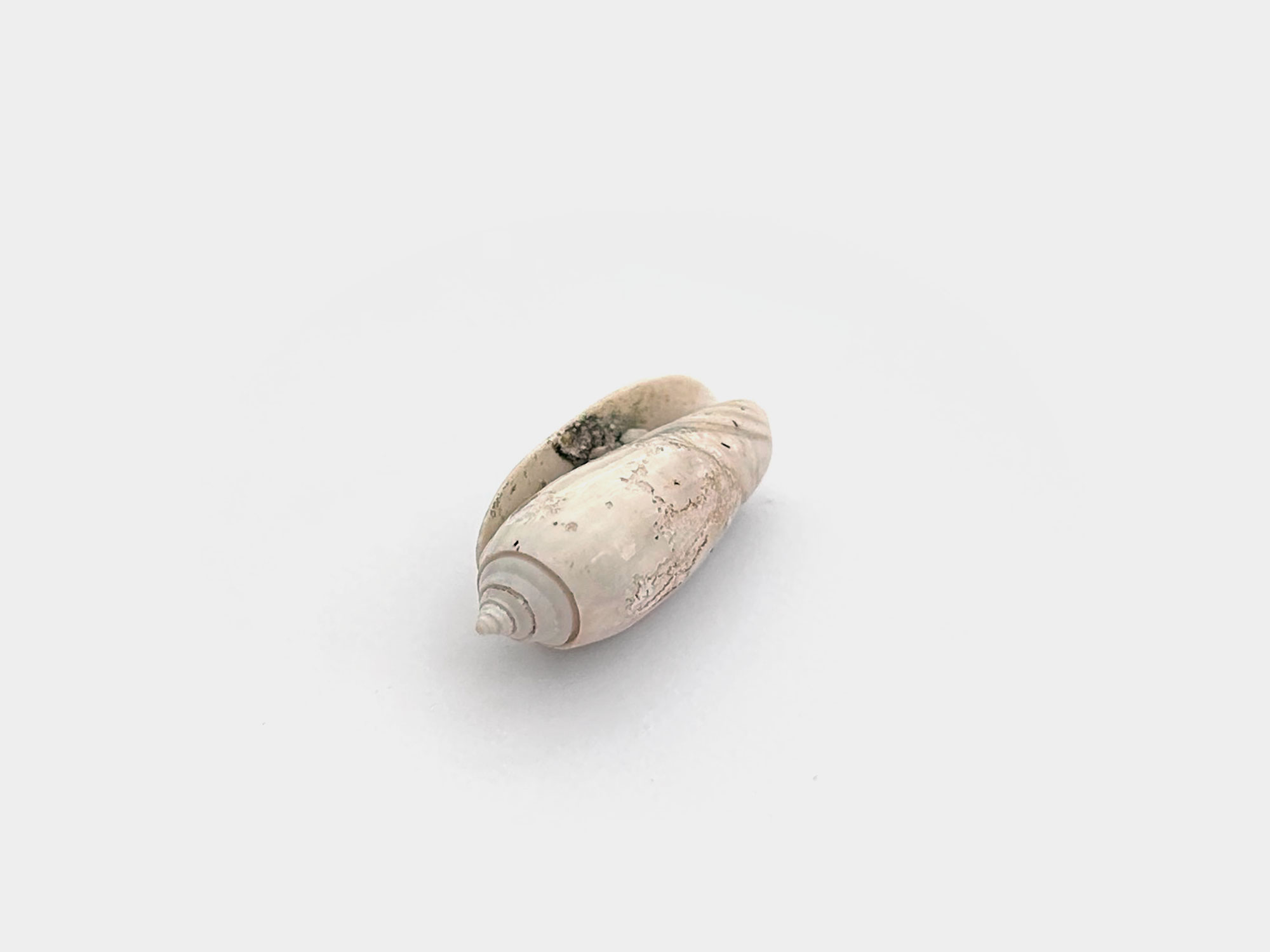 Gastropod. Originally found in Florida, USA. 200,000 years old