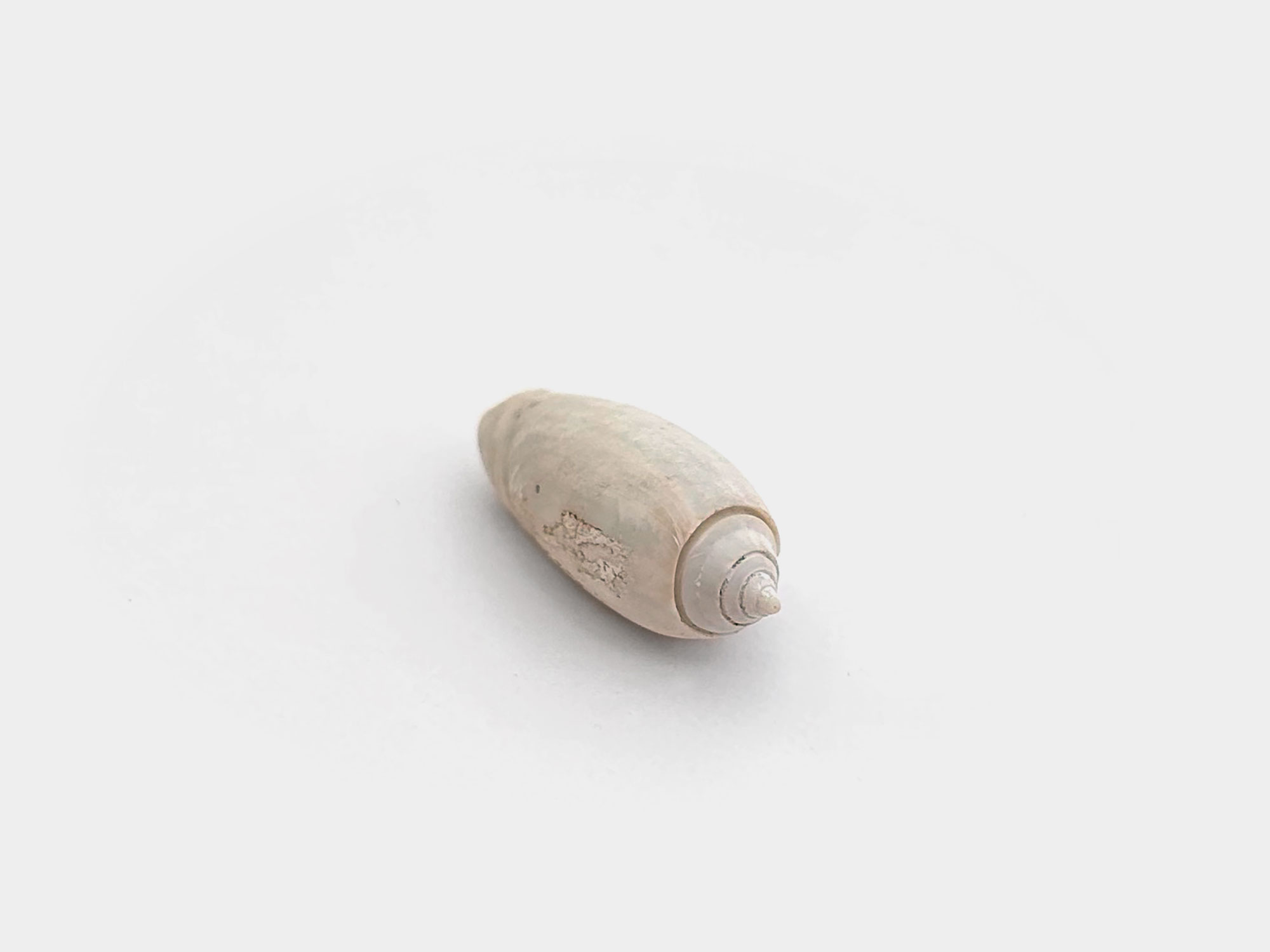Gastropod. Originally found in Florida, USA. 200,000 years old