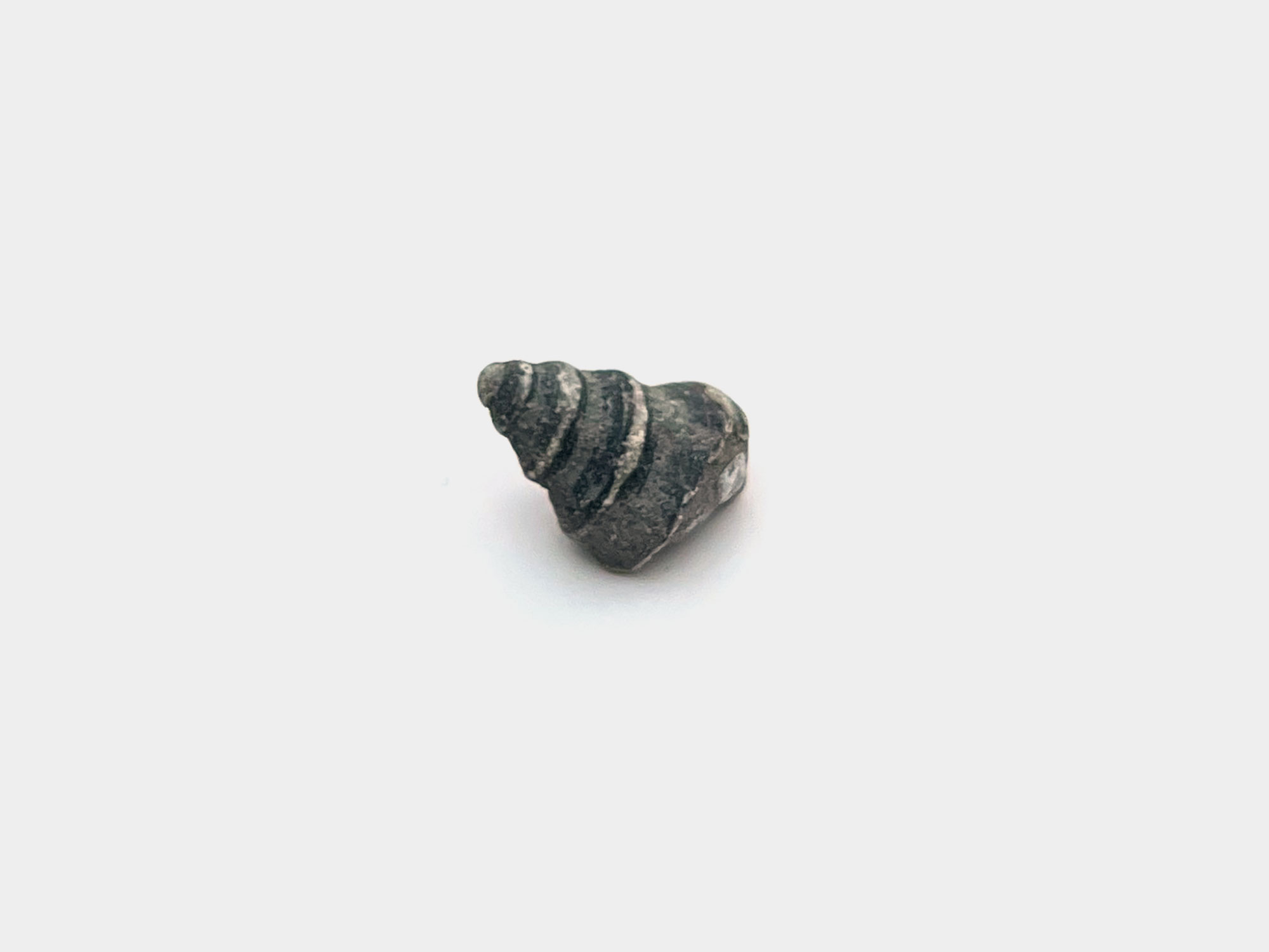 Gastropod shell. Found on Charmouth beach, Dorset, England. May 2024