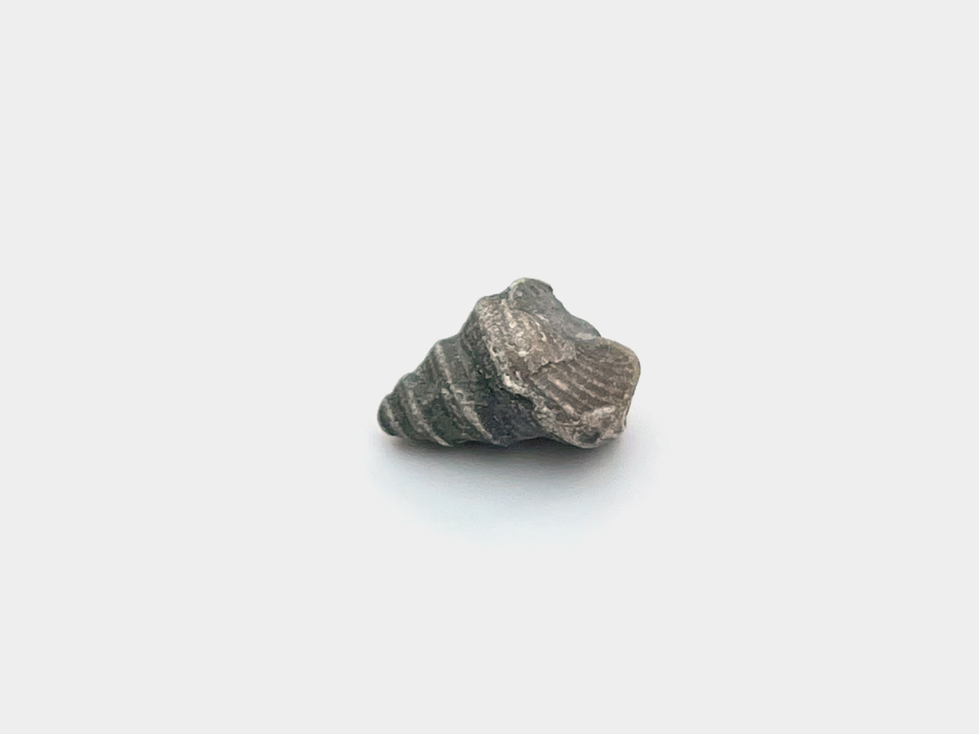 Gastropod shell. Found on Charmouth beach, Dorset, England. May 2024