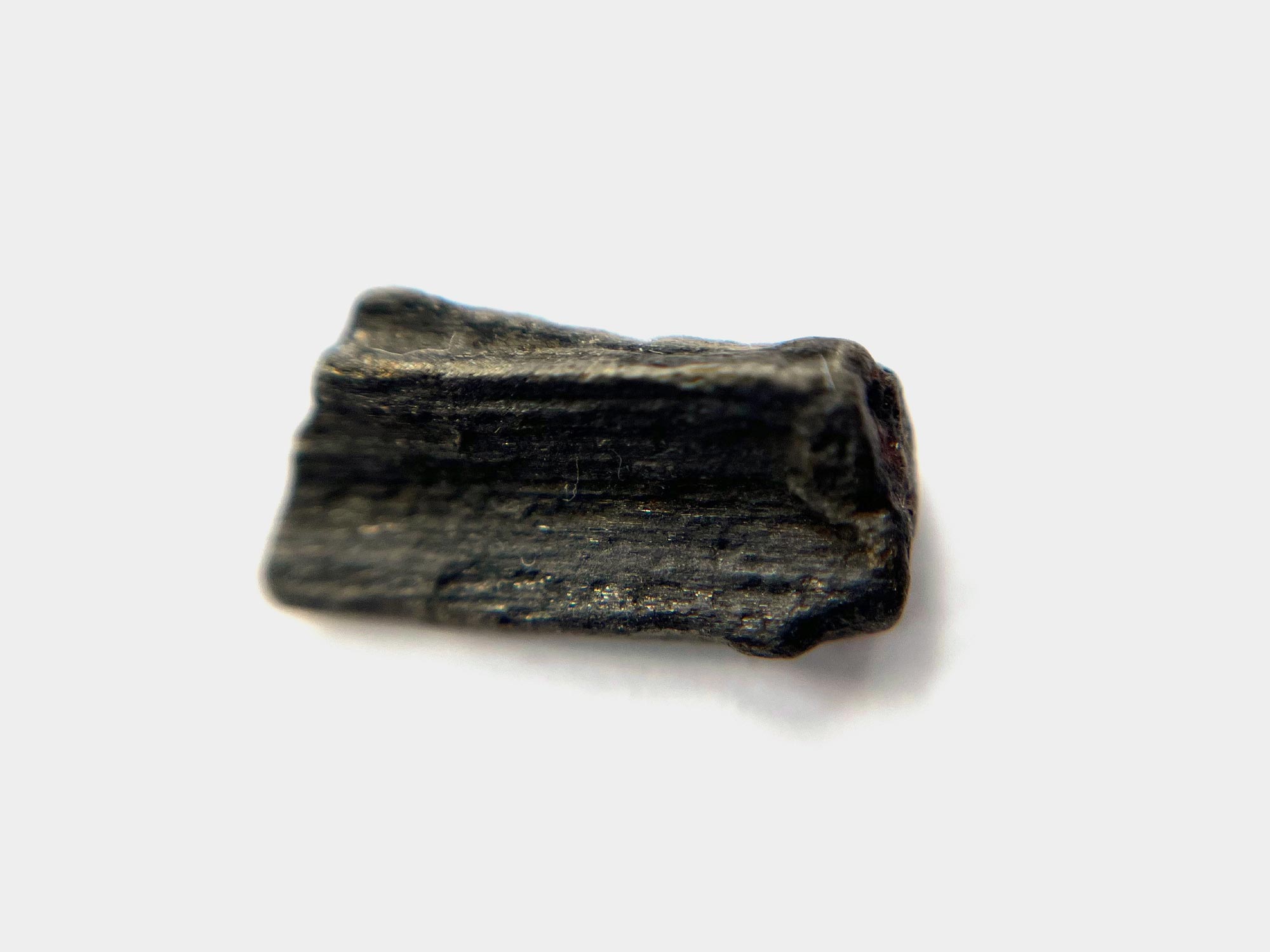 Fossilised bark found on Charmouth beach, Dorset, England. May 2024